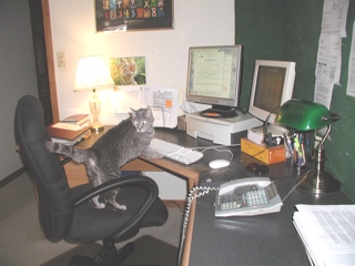 Skyfor Company Cat